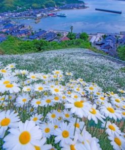 Beautiful Daisy Field Paint By Numbers