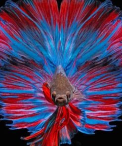 Betta Fish paint by numbers