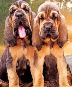 Bloodhound Puppies Paint By Numbers