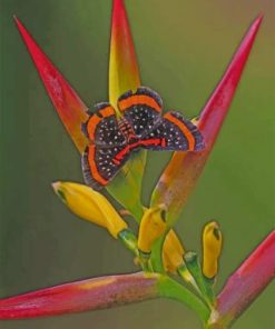 Butterfly And Bird Of Paradise Paint By Numbers