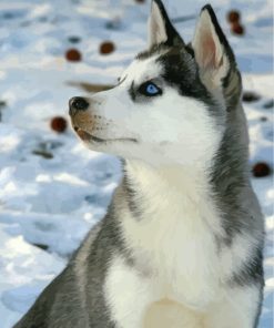 Cute Husky In Snow Paint By Numbers