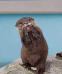 Asian Small Clawed Otter paint by numbers