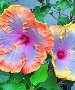 Hibiscus Flowers paint by numbers