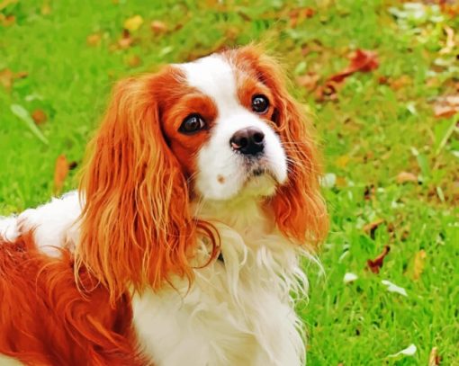 King Charles Cavalier Dog Paint By Numbers