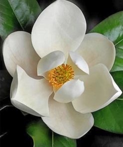 White Magnolia Paint By Numbers