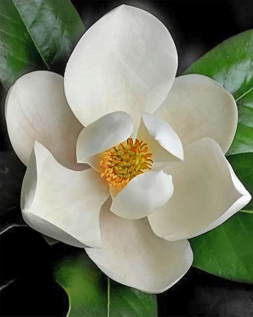 White Magnolia Paint By Numbers