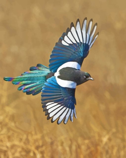 Magpie Bird Paint By Numbers