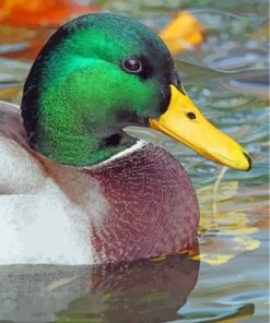 Mallard Duck Paint By Numbers