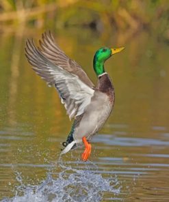 Flying Mallard Paint By Numbers