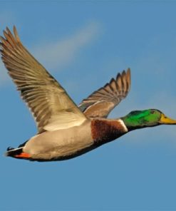 Mallard Duck paint by numbers