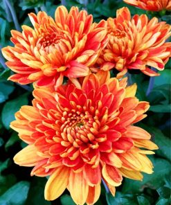 Orange Chrysanthemum Paint By Numbers