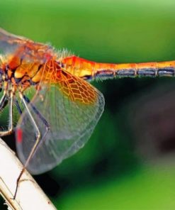 Orange Dragonfly paint by numbers