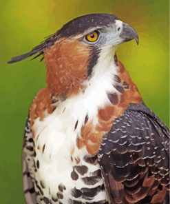 Ornate Hawk Eagle Paint By Numbers