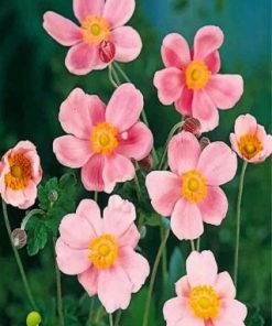 Pink Anemone paint by numbers