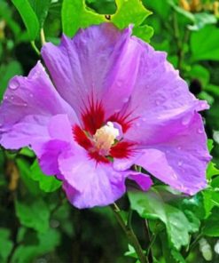 Purple Hibiscus Flower paint by numbers