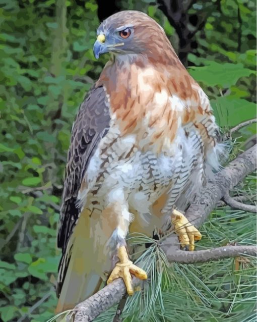 Red Tailed Hawk Paint By Numbers