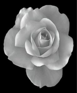 Monochrome Rose Paint By Numbers