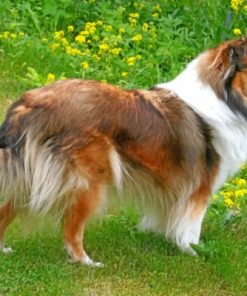 Sheltie Dog paint by numbers