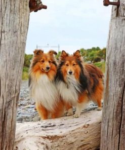 Shelties Dogs paint by numbers