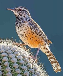 Cactus Wren Paint By Numbers