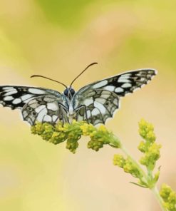 Nymph Butterfly Paint By Numbers