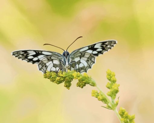 Nymph Butterfly Paint By Numbers