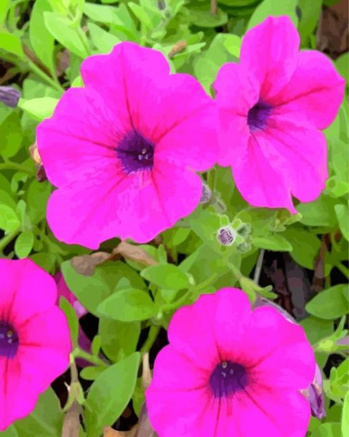 Pink Petunia Paint By Numbers