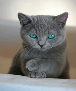 Russian Blue Cat Paint By Numbers