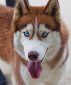 Siberian Husky Paint By Numbers