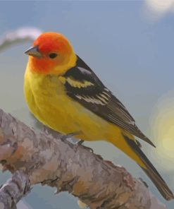 Western Tanager Bird Paint By Numbers