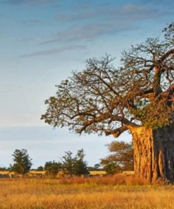 Baobab Tree Paint By Numbers