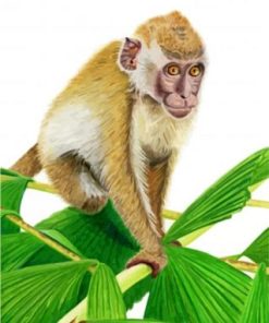 Macaque Monkey Paint By Numbers