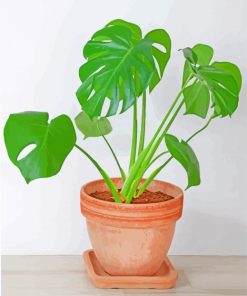 Philodendron Paint By Numbers