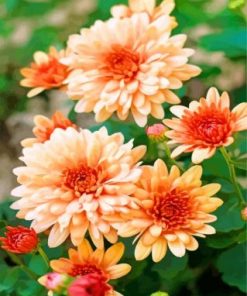 Orange Chrysanthemum Paint By Numbers