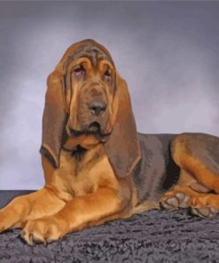 Relaxing Bloodhound Dog Paint By Numbers