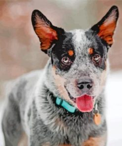 Blue Heeler Paint By Numbers