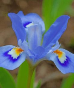 Blue Iris Flowers Paint By Numbers