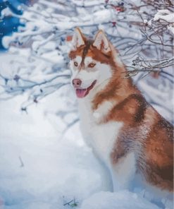 Brown Husky Paint By Numbers