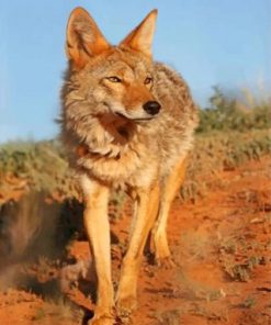 Wild Coyote Paint By Numbers