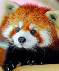 Red Panda Paint By Numbers