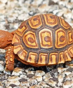 Cute Leopard Tortoise Paint By Numbers