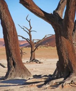 Dead Tree Desert Paint By Numbers