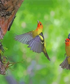 Western Tanager Birds Paint By Numbers