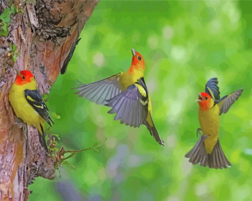 Western Tanager Birds Paint By Numbers