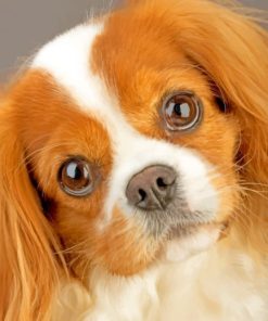 King Charles Cavalier Paint By Numbers