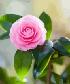 Pink Camellia Paint by numbers