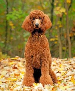 Brown Poodle Dog Paint By Numbers