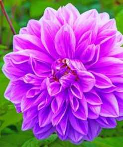 Blooming Purple Dahlia Paint By Numbers