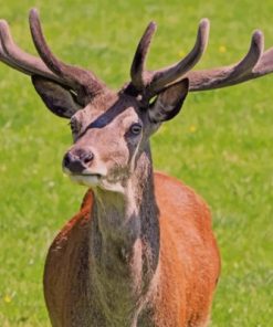 Red Deer Paint By Numbers