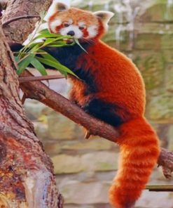 Red Panda On Tree paint by numbers